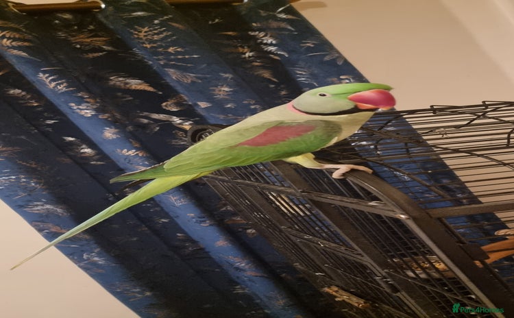 Parrots birds - Advert 2