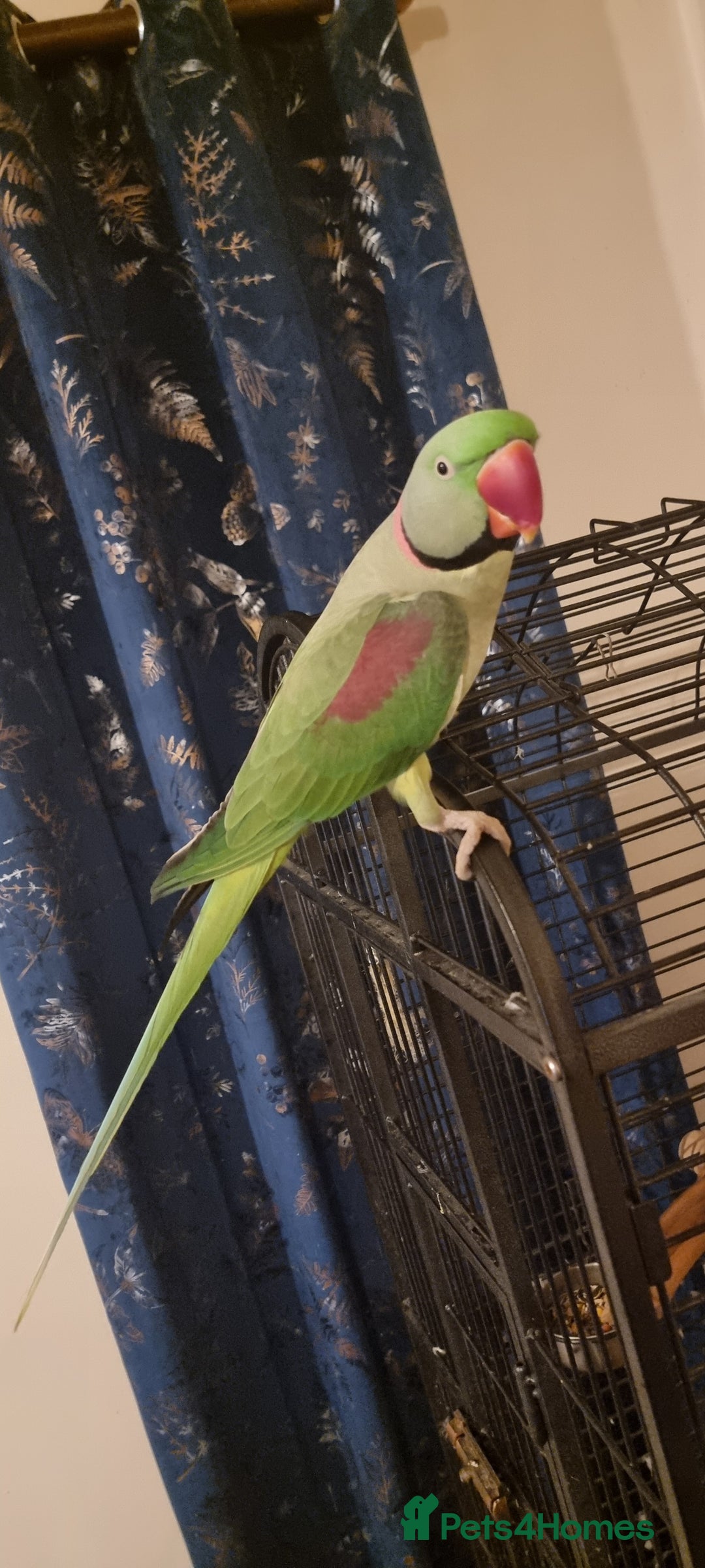 Parrots birds for sale: Loving Home Needed For A Friendly Alexandrine Boy - Image 1