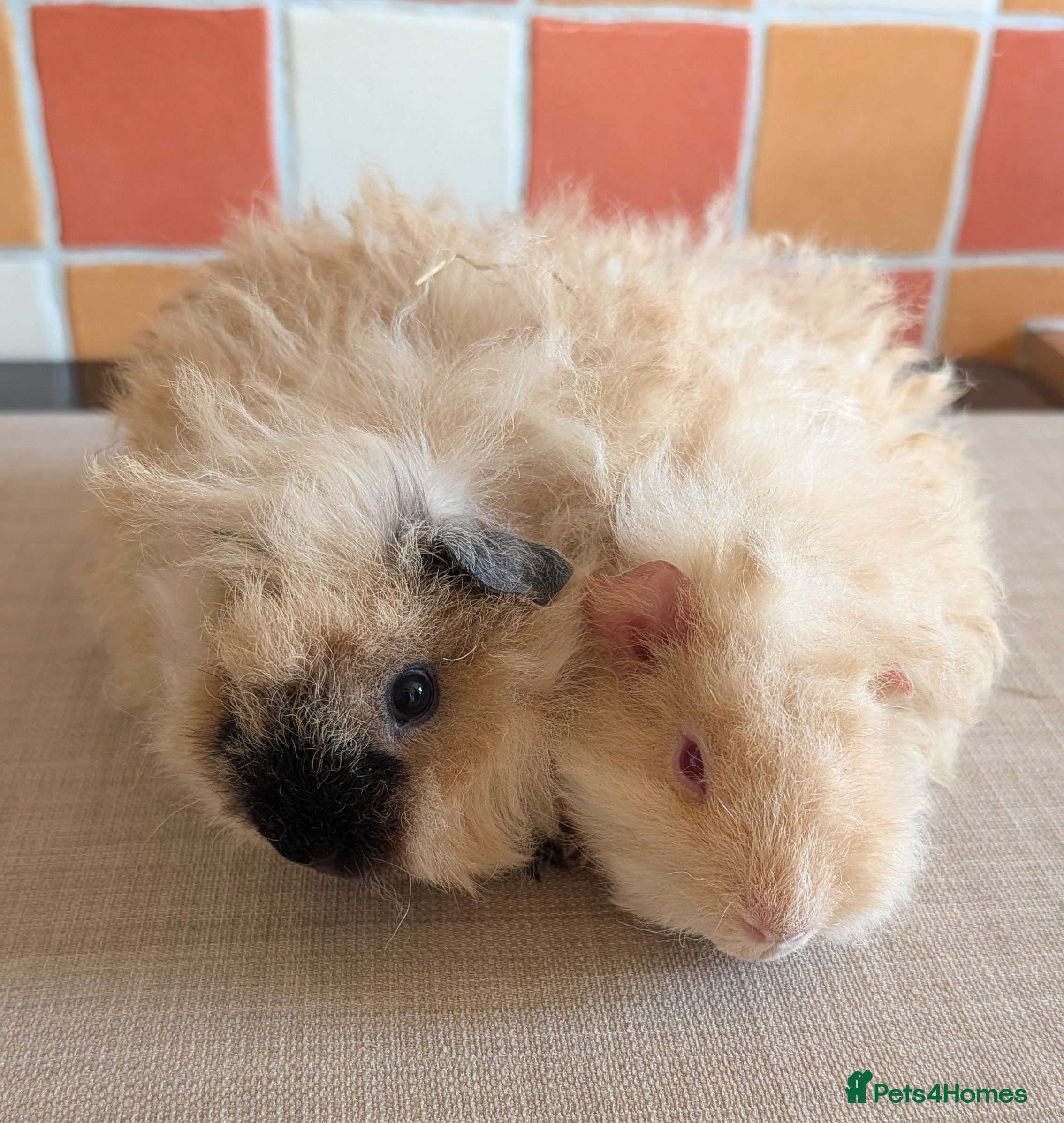 Guinea Pig rodents Gorgeous brothers looking for their forever home  - Advert 16