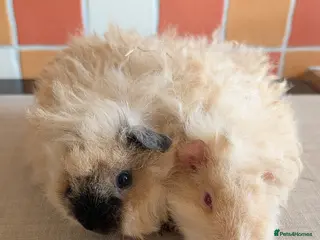 Guinea Pig rodents Gorgeous brothers looking for their forever home - Advert 16