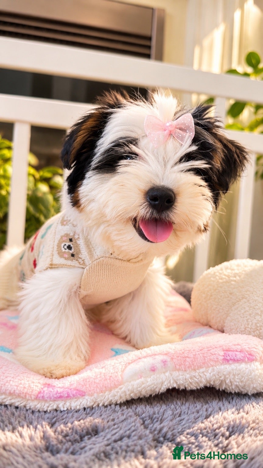 Biewer Terrier dogs ✨ PEDIGREE BIEWER-BIRO DNA 18 STEPS GIRL ✨ 🐶❤️ - Advert 2