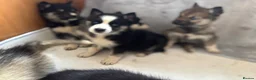 Shepsky dogs for sale: German shepherd cross husky puppy’s  - Advert 13