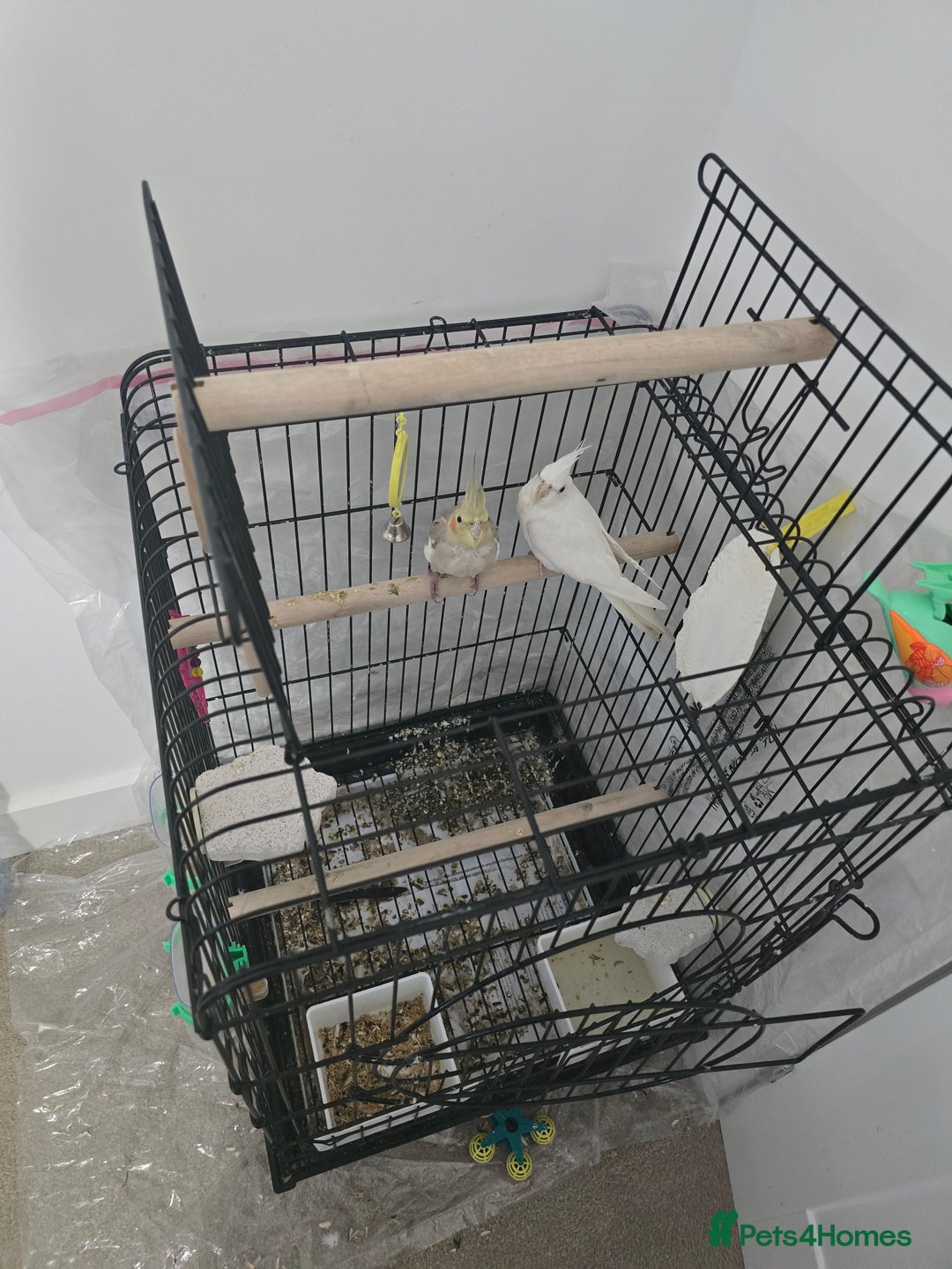 Cockatiels birds for sale: For Sale: Beautiful Cockatiel Birds (Pair)  - Image 2