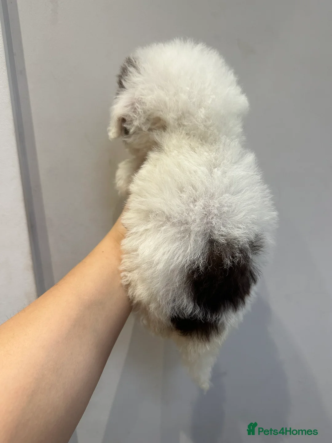 Cavapoo dogs for sale: Exceptional F2 Cavapoo Puppies - HomeRaised  - Advert 28