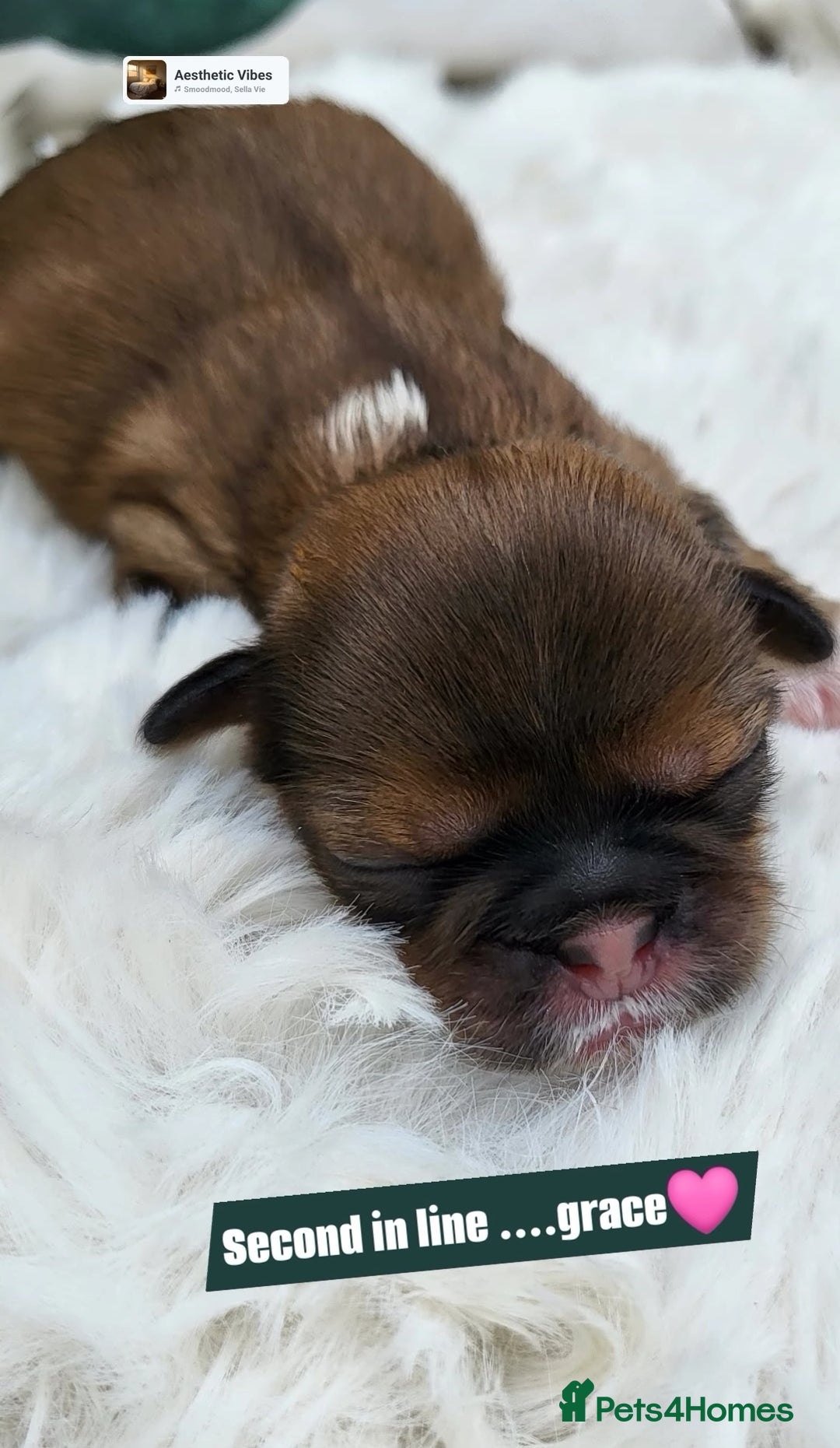 Shih Tzu dogs for sale: Baby shih  tzu puppies - Image 6