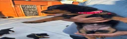 Rottweiler dogs for sale: Fazal  - Advert 14