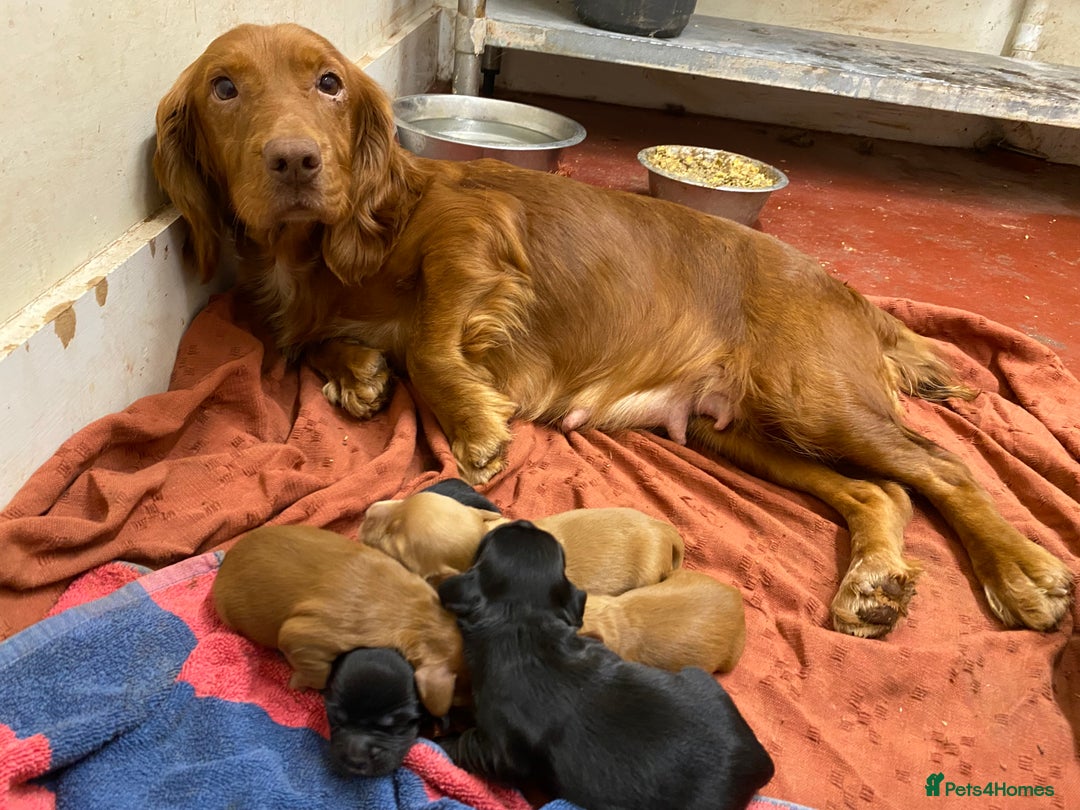 Cocker Spaniel dogs for sale: Working Cocker Spaniel Puppies   - Image 7