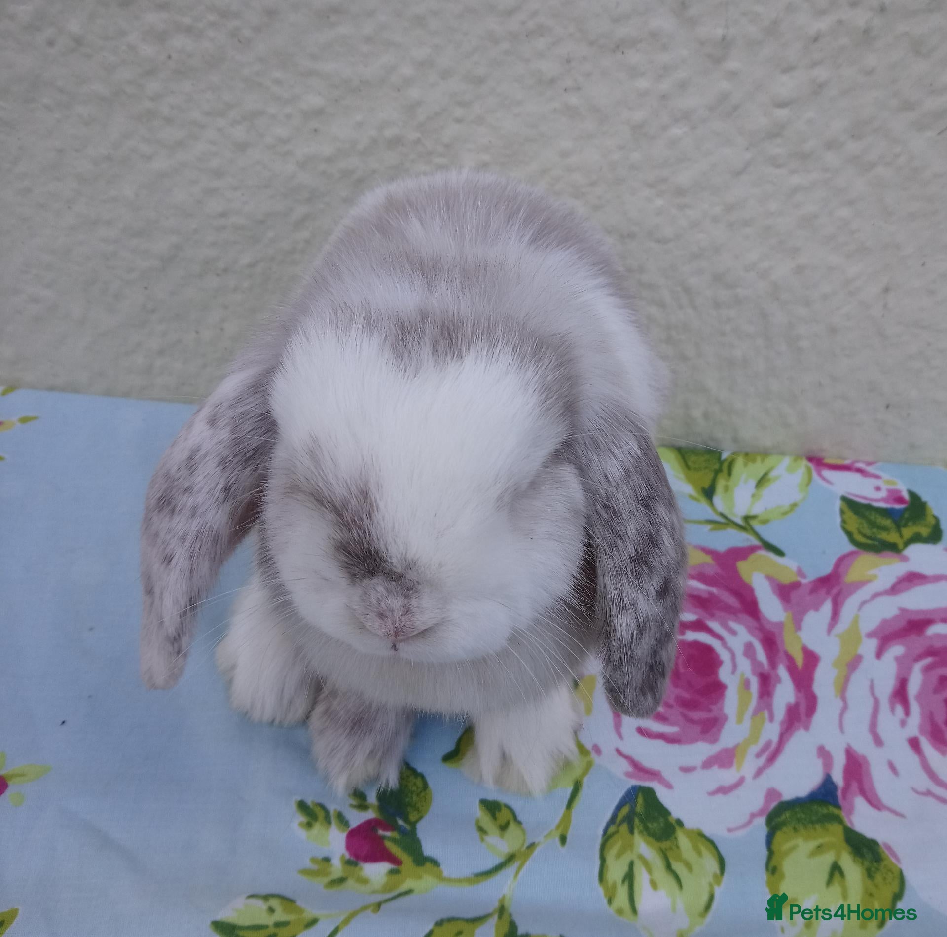 Mini Lop rabbits Pedigree Mini Lops - Advert 2