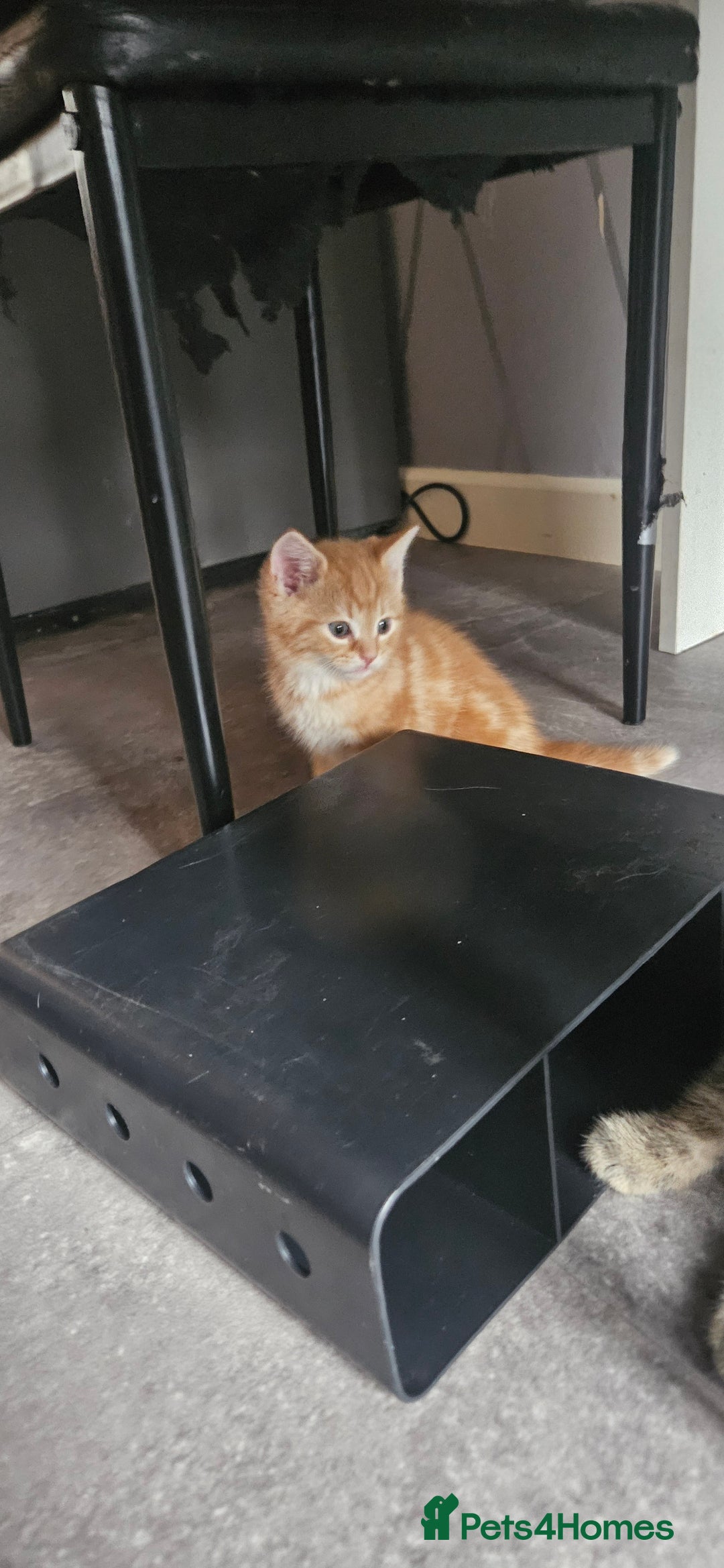 Mixed Breed cats for sale: Mainecoon bloodline  - Advert 6