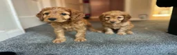 Cockapoo dogs for sale: 3 gorgeous f1b cockapoos  - Advert 9