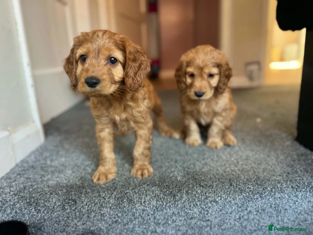 Cockapoo dogs for sale: 3 gorgeous f1b cockapoos  - Advert 9