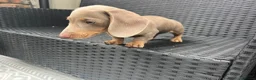 Miniature Dachshund dogs for sale: Beautiful Miniature Dachshund KC Registered  in Brentwood - Advert 16