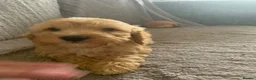Cockapoo dogs for sale: Stunning cockapoos - Advert 22