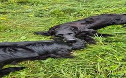 Flat coated Retriever dogs for sale: Flat coat retriever  - Image 29