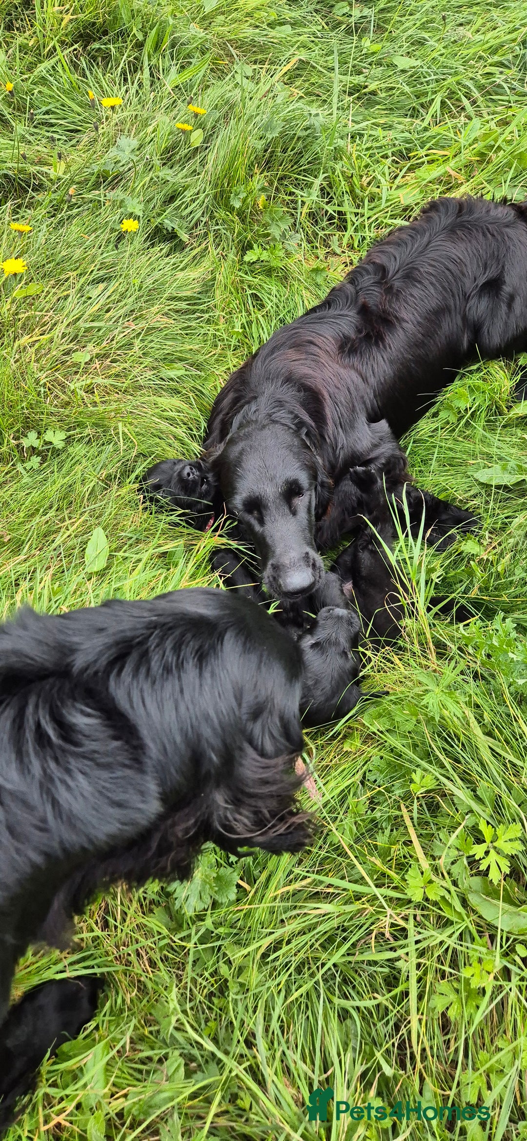 Flat coated Retriever dogs for sale: Flat coat retriever  - Image 29