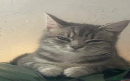 Mixed Breed cats for sale: 3 Cats need a loving home - Image 4
