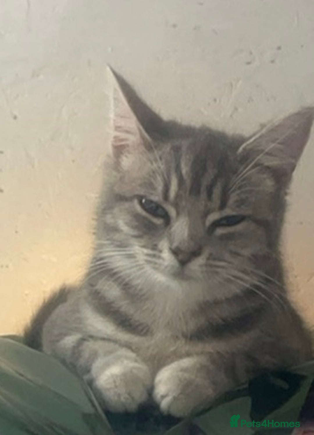Mixed Breed cats for sale: 3 Cats need a loving home - Image 4