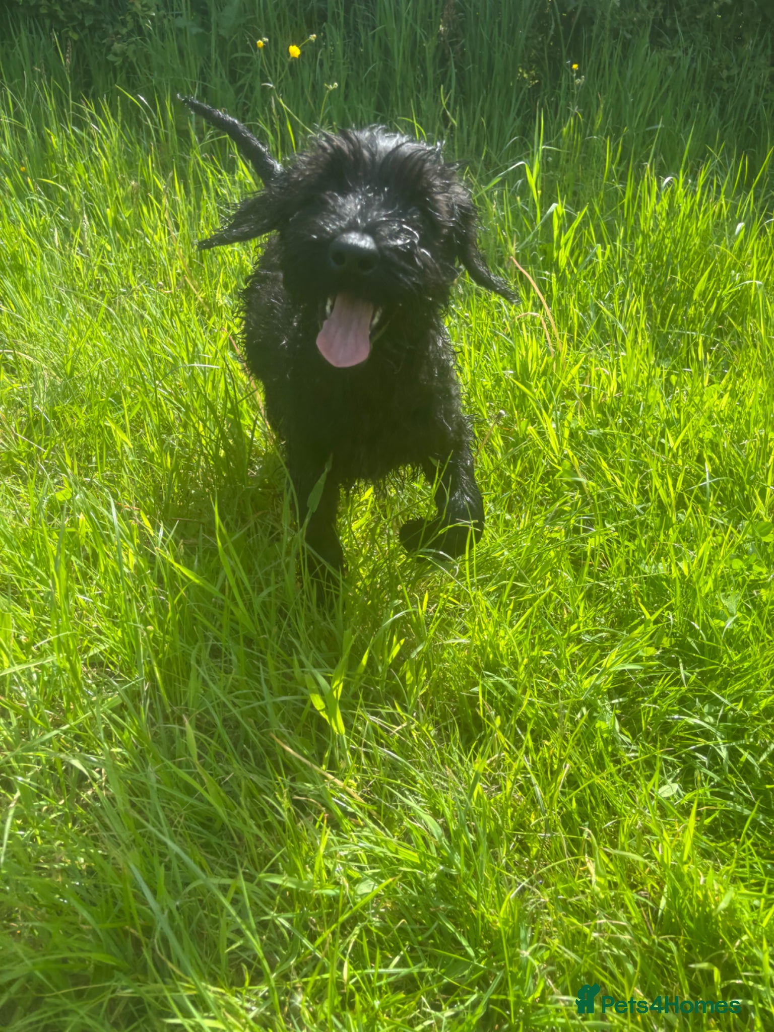 Giant Schnauzer dogs Ready now! KC Giant Schnauzer Girl Puppy - Advert 1