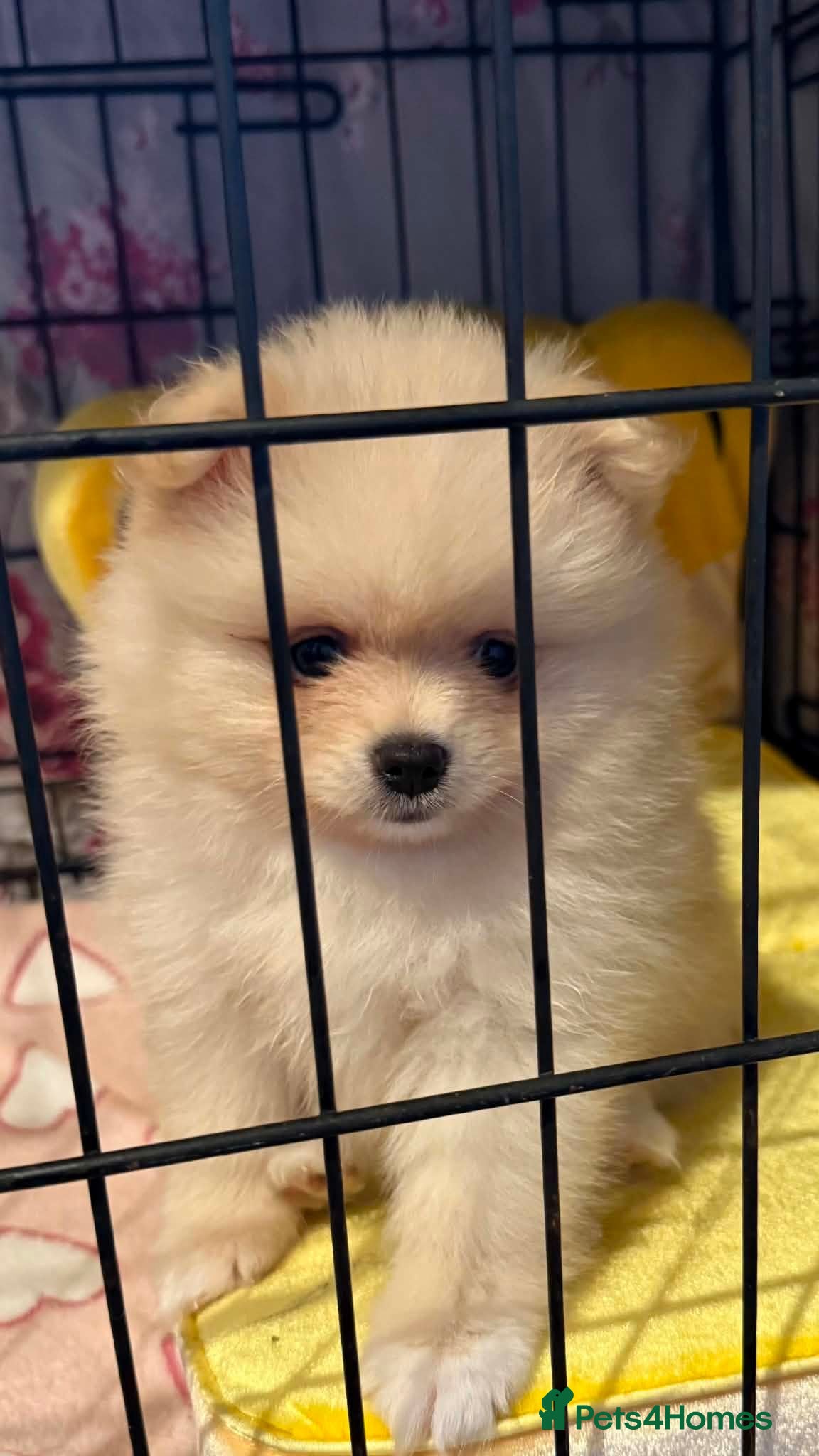Pomeranian dogs Pomeranian 6 weeks   - Advert 1