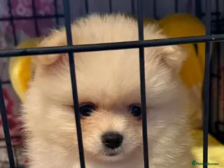 Pomeranian dogs Pomeranian 6 weeks - Advert 1