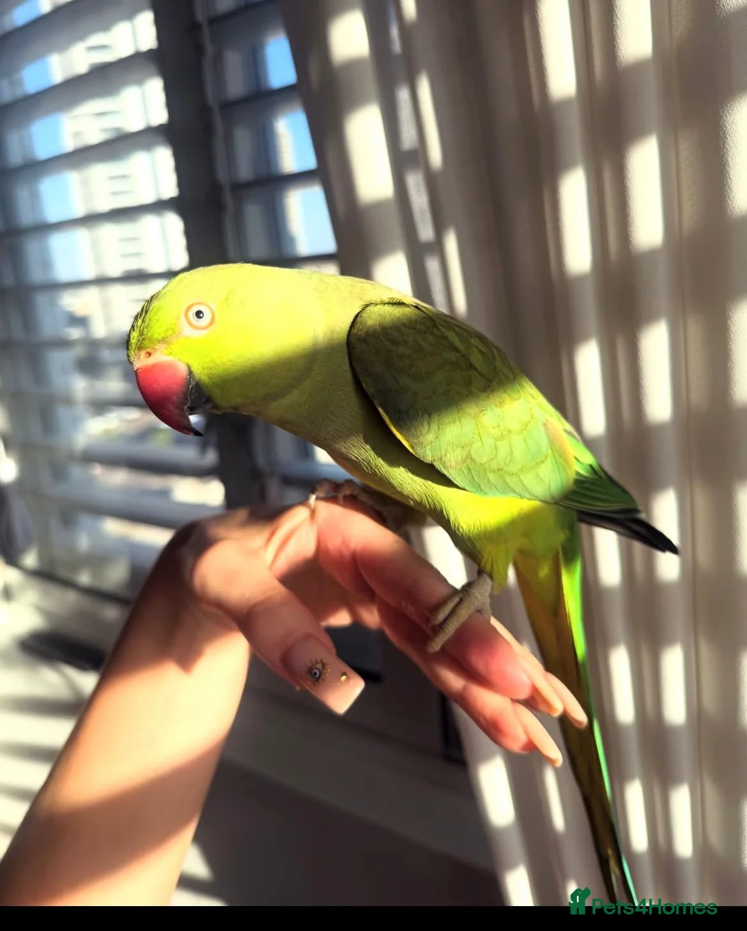 Ringnecks birds for sale: Ringneck Parrot to go  in Willenhall - Advert 4