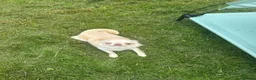 Chihuahua dogs for sale: Beautiful KC Chihuahua boy READY NOW  - Advert 9