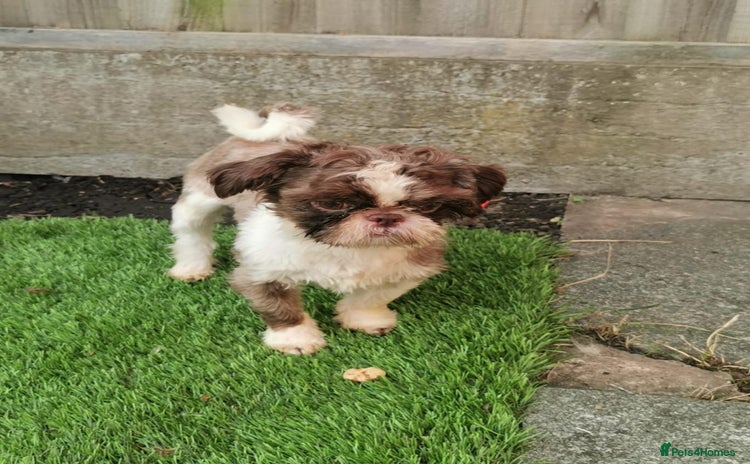Shih Tzu dogs - Advert 15