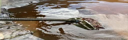Other/Mixed Breed fish for sale: Fish mixed, koi, pond equipment  in Telford - Advert 15