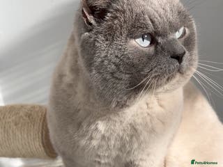 British Shorthair cats GCCF ACTIVE COLOURPOINT STUD - Health tested in Ingatestone - Advert 13