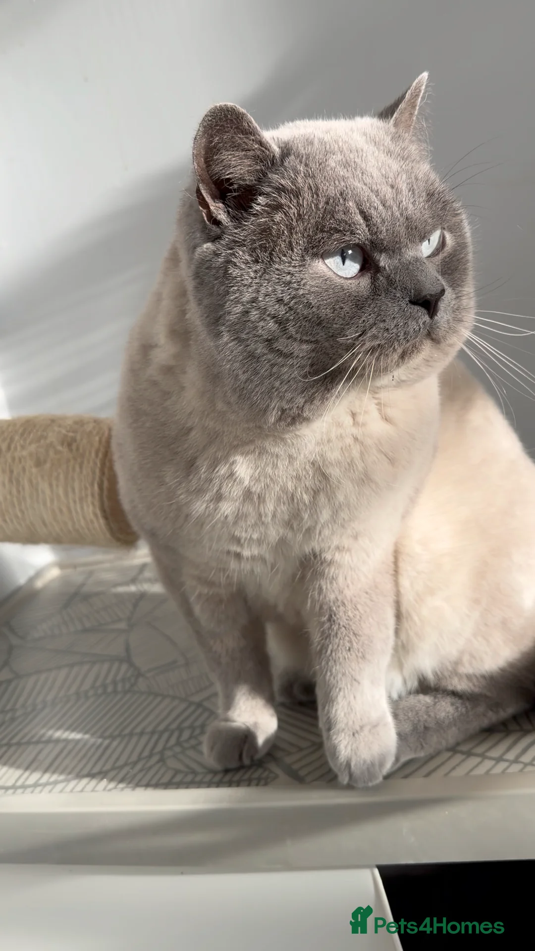 British Shorthair cats for stud: GCCF ACTIVE COLOURPOINT STUD - Health tested  in Ingatestone - Advert 1