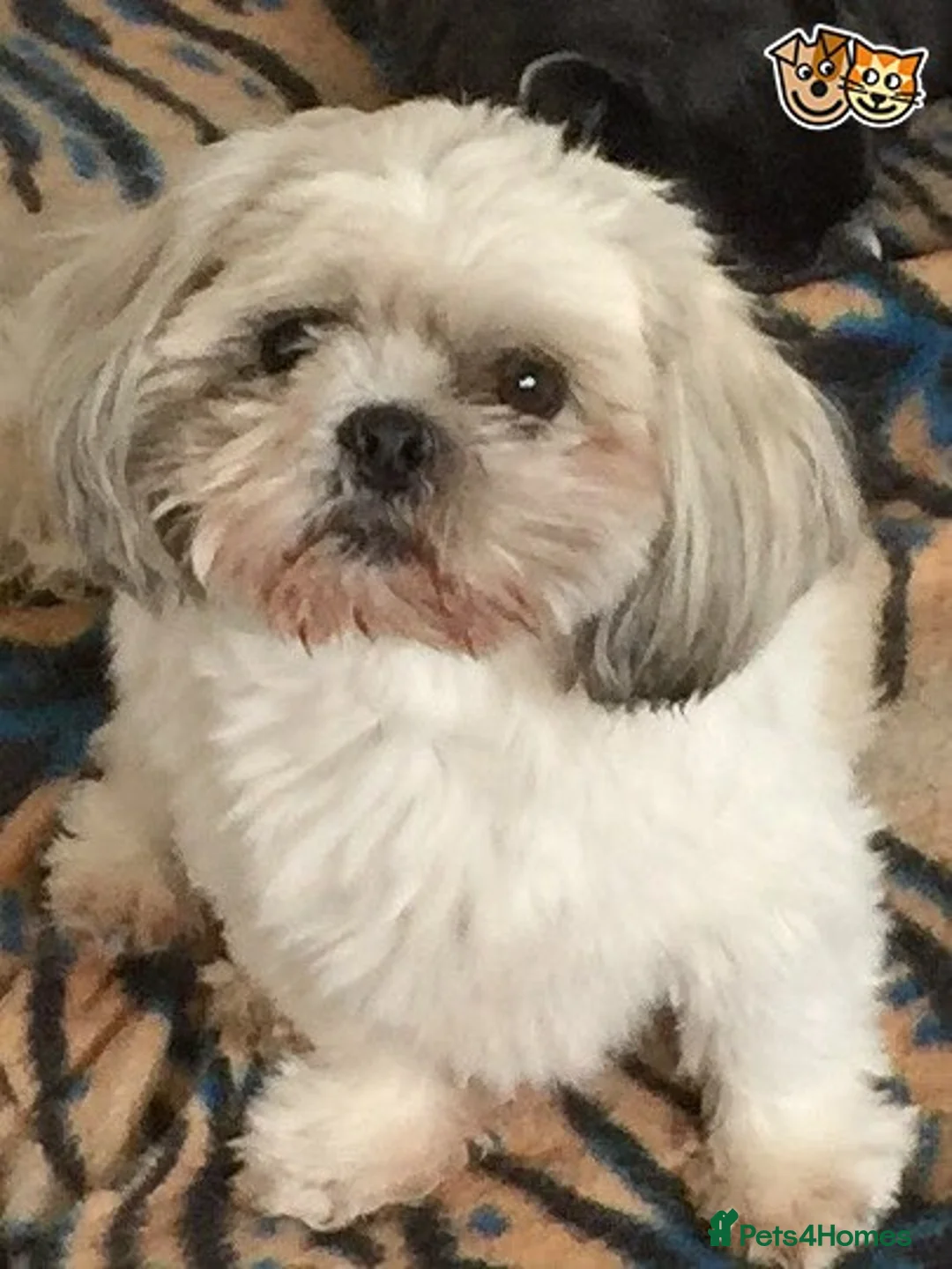 Shih Tzu dogs for stud: KC PROVEN  TINY SMALL CUTE BOY. in Mansfield - Advert 2