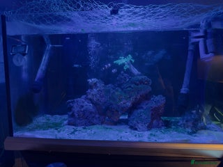 Other/Mixed Breed fish Marine tank setup - Advert 1