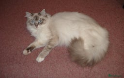 Ragdoll cats for sale: EX RAGDOLL BREEDING QUEENS - Image 2