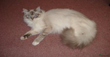 Ragdoll cats - Advert 6