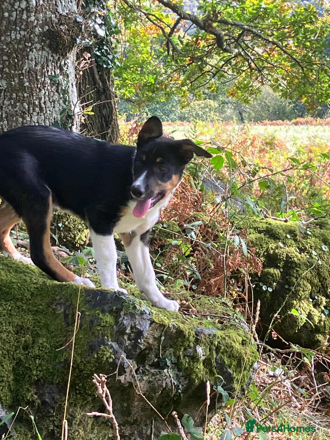 Border Collie dogs for sale: Tri colour short haired border collie puppies  - Image 4