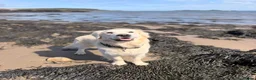 Golden Retriever dogs for stud: KC GOLDEN RETRIEVER ⭐️STUD⭐️ - Advert 5