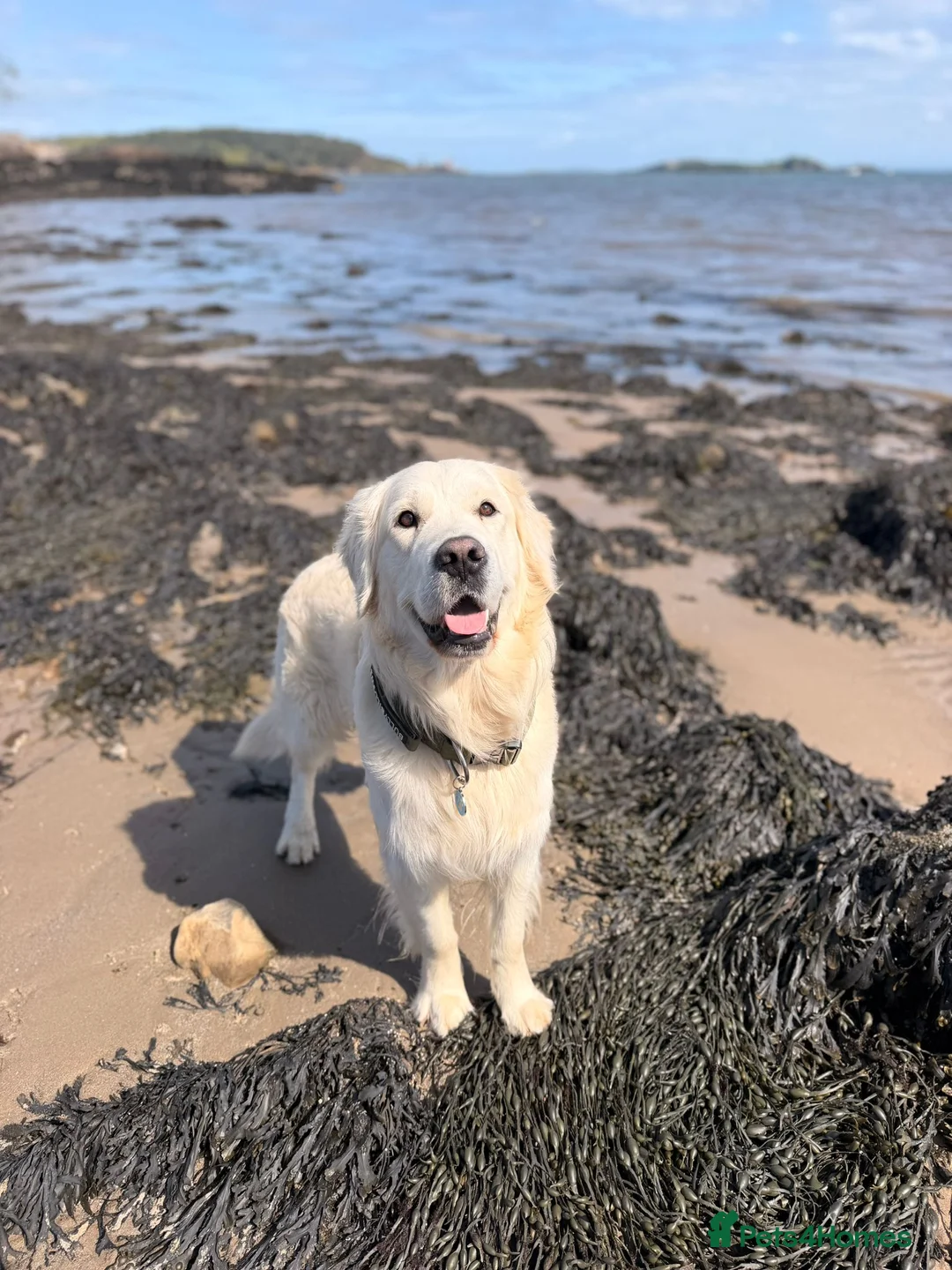 Golden Retriever dogs for stud: KC GOLDEN RETRIEVER ⭐️STUD⭐️ - Advert 2