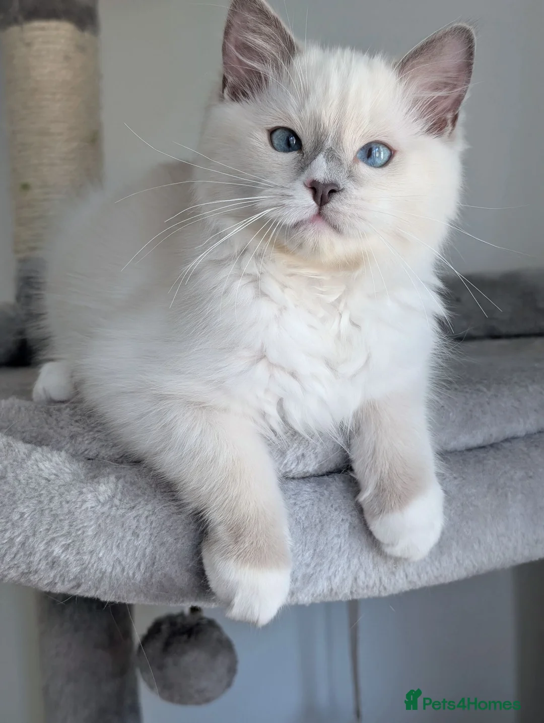 Ragdoll cats for sale: Champion EU pedigree TICA Ragdoll kitten  - Advert 2