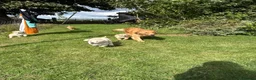 Golden Retriever dogs for sale: Golden Retriever Puppies  - Advert 8