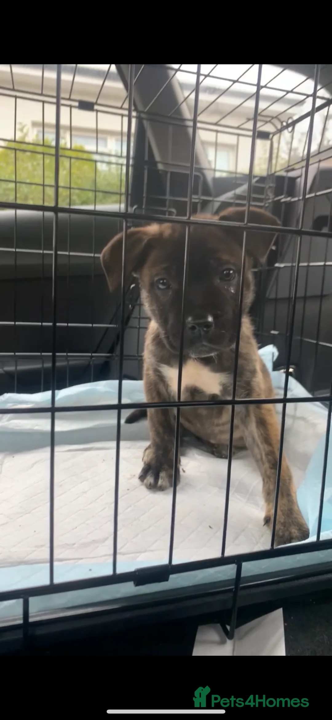 Mixed Breed dogs for sale: Japanese Akita x Cane Corso in Dewsbury - Advert 1