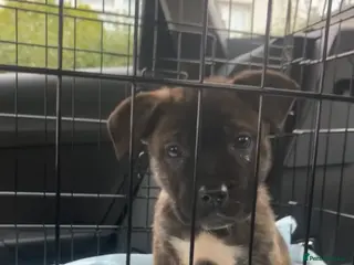 Mixed Breed dogs Japanese Akita x Cane Corso - Advert 2