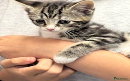 Mixed Breed cats for sale: Part Maine coon kitten  - Image 1
