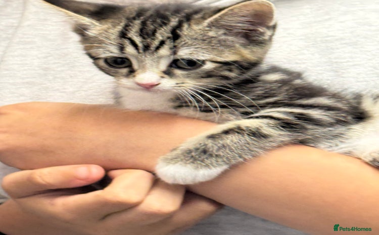 Mixed Breed cats - Advert 5