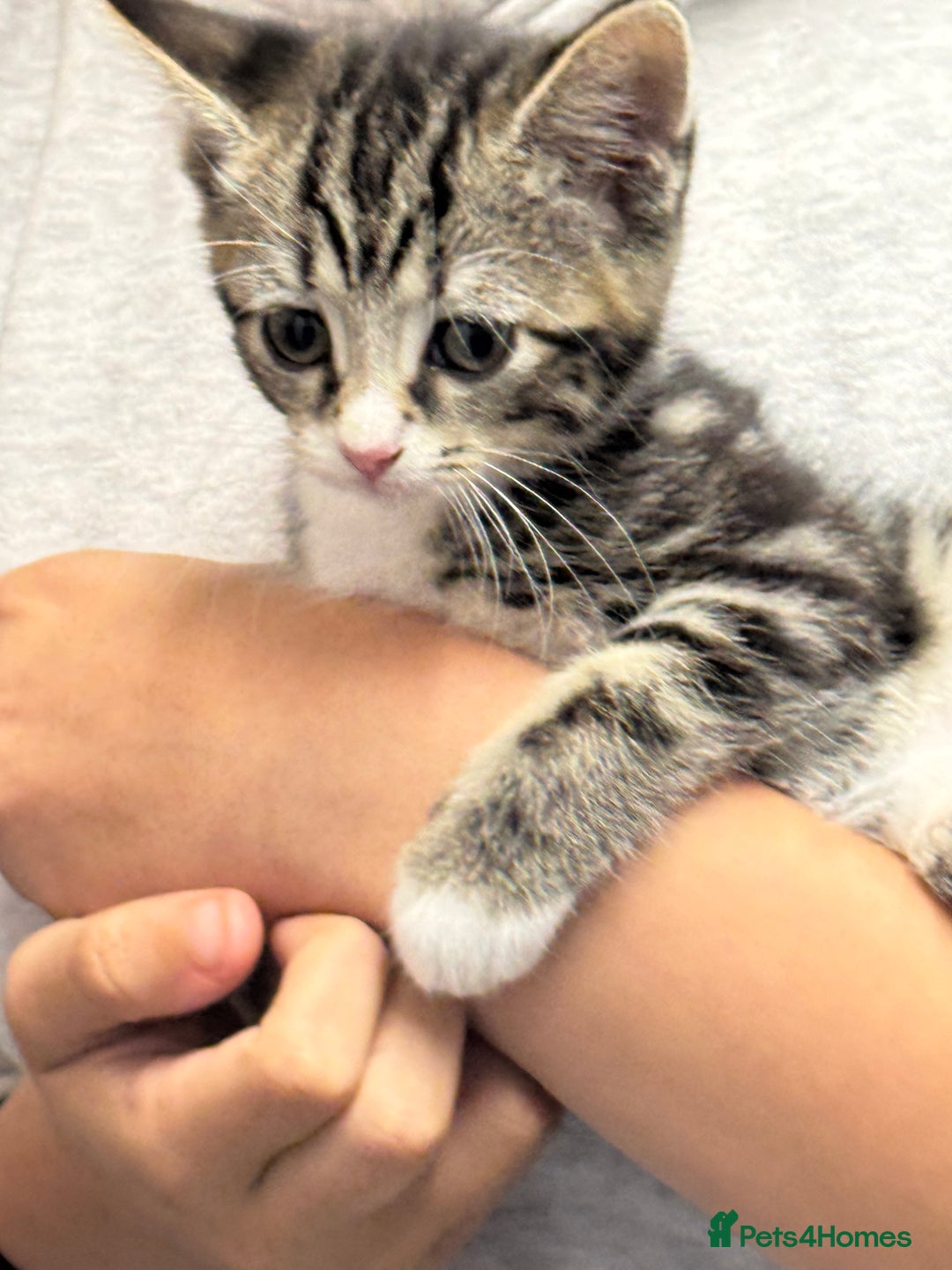 Mixed Breed cats for sale: Part Maine coon kitten  - Image 1