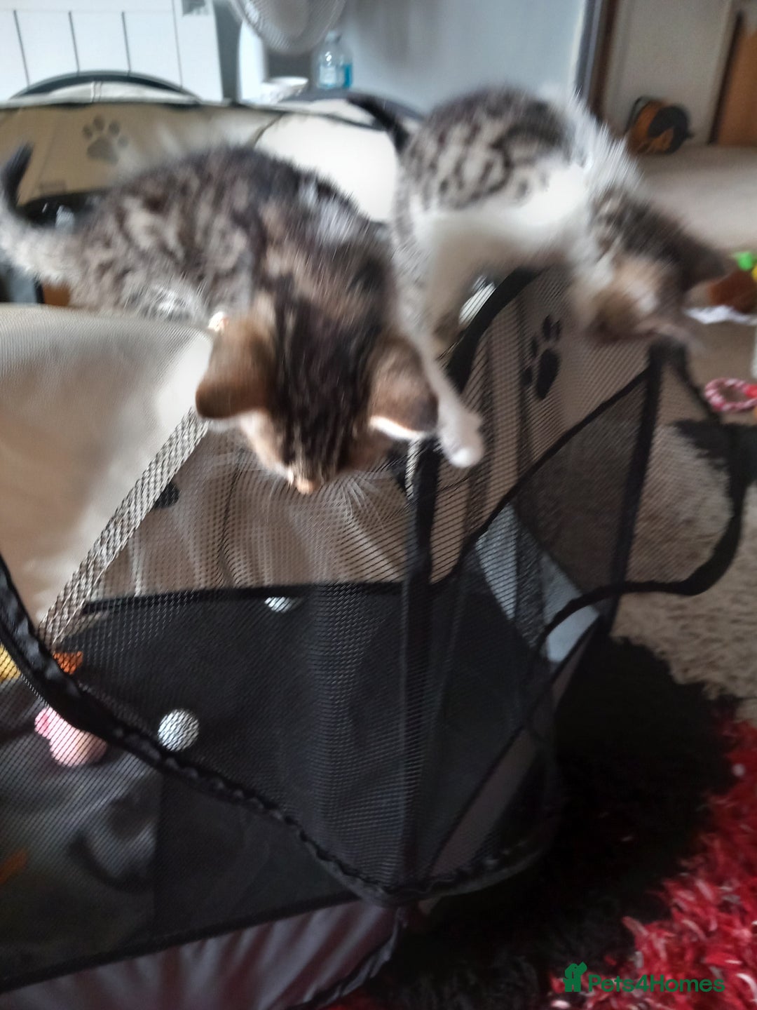 Mixed Breed cats for sale: Tabby Kittens  - Image 2
