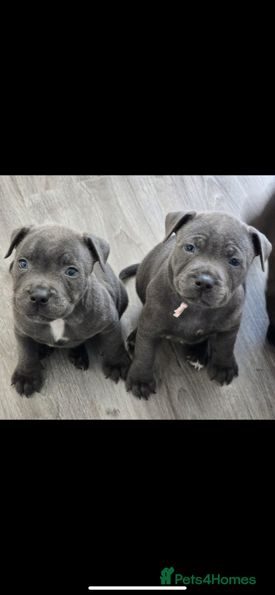 Staffordshire Bull Terrier dogs for stud: PROVEN Staffordshire bull terrier stud  - Advert 17