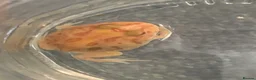 Frog reptiles for sale: Pac-Man Frogs cb26  - Advert 5