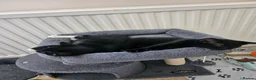 Domestic Shorthair cats for sale: Adorable kittens -Hayling island  - Advert 14