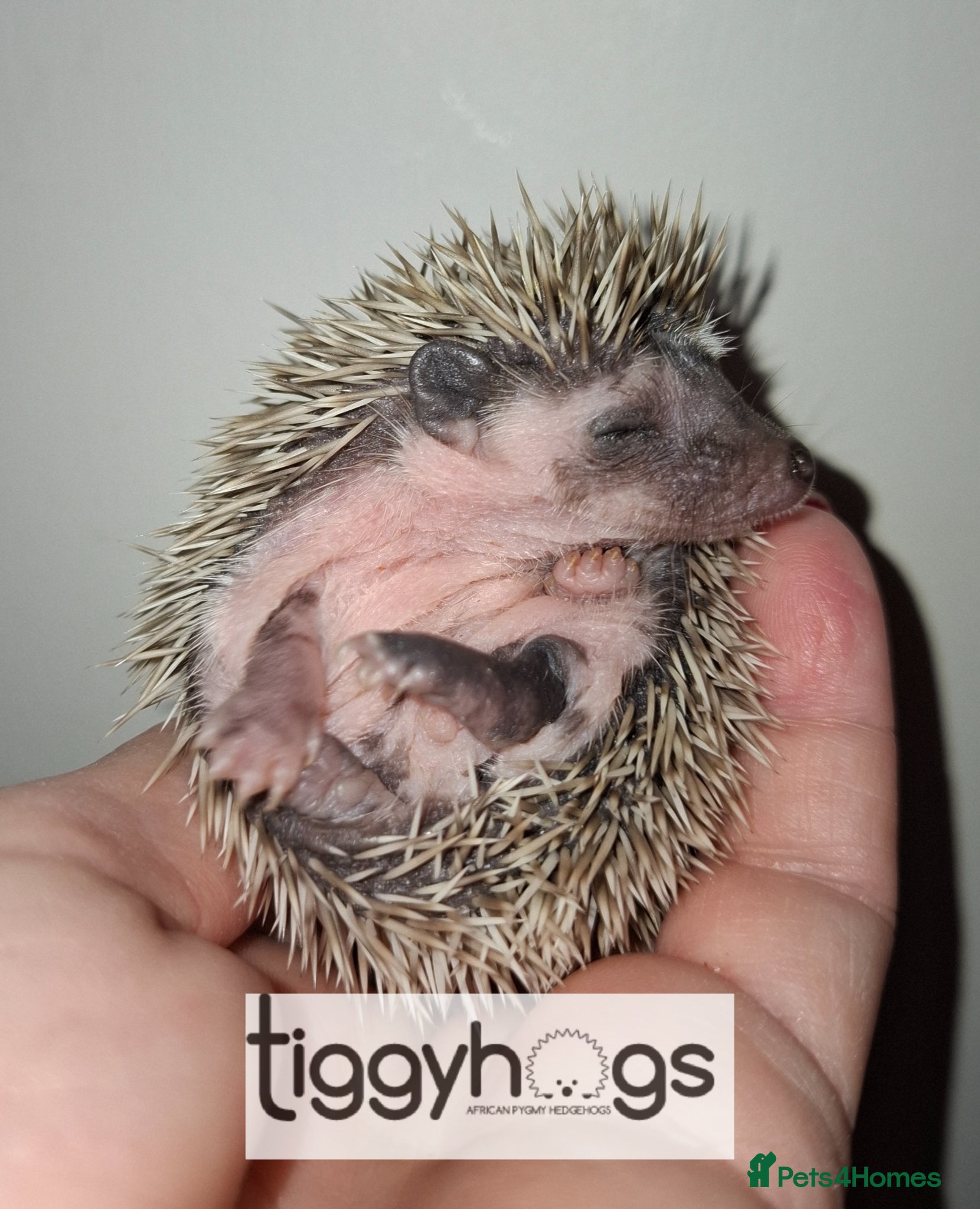 Pygmy Hedgehog rodents 1 handsome Male   - Advert 2
