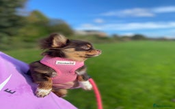 Chihuahua dogs for sale: Rare long haired Chocolate & tan with green eyes  - Image 15
